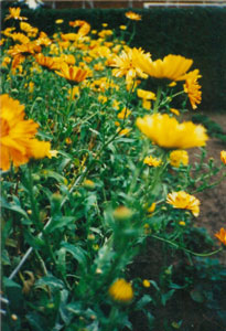 Naturheilkunde - Ringelblumen im Garten