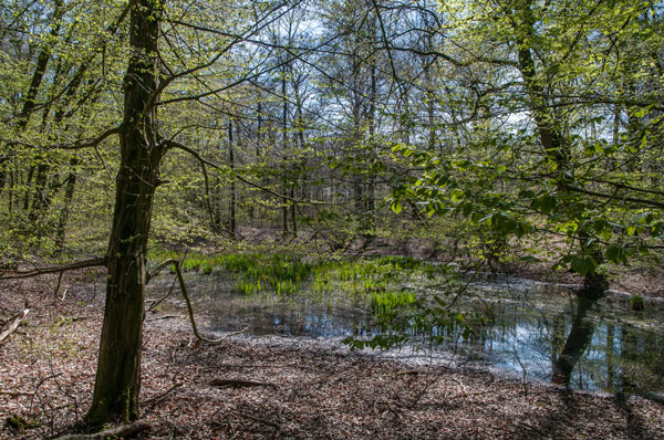 Eichen und Buchenwald im Biener Busch