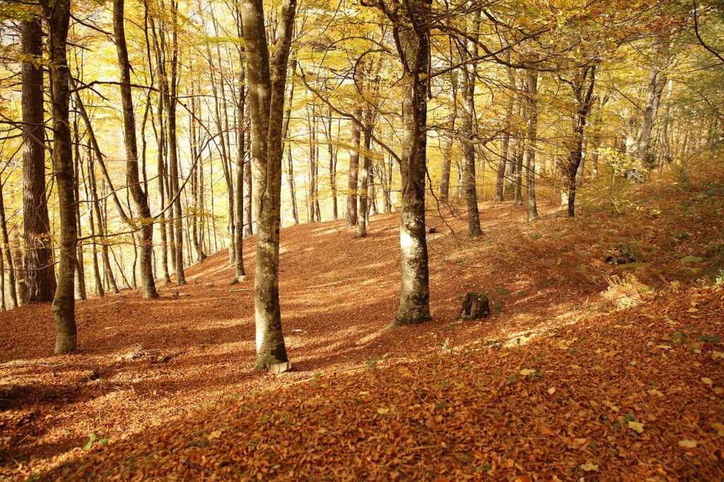 Der Herbst verwandelt den Wald in ein großartiges Farbenmeer.